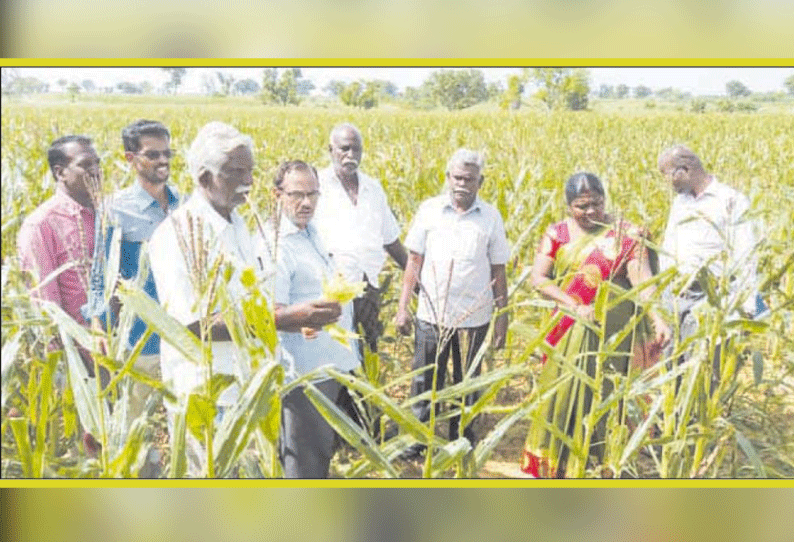 படைப்புழுக்களால் பாதிக்கப்பட்ட மக்காச்சோள பயிர்களை உயர்மட்ட மதிப்பீட்டு குழு ஆய்வு