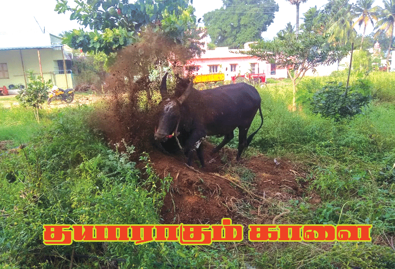 வேலூர் மாவட்டத்தில் எருது விடும் விழாவுக்கு தயாராகும் காளைகள்