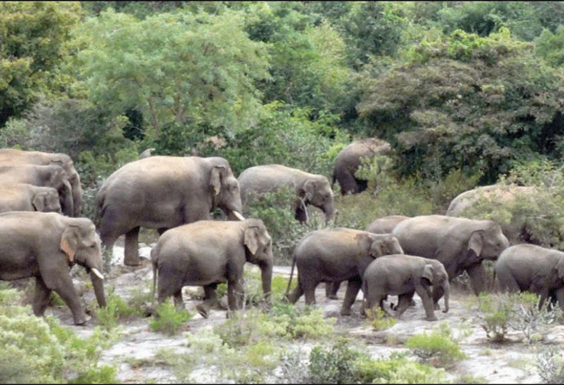 உத்தனப்பள்ளி அருகே 80 காட்டு யானைகள் முகாம் விவசாயிகள் கவலை