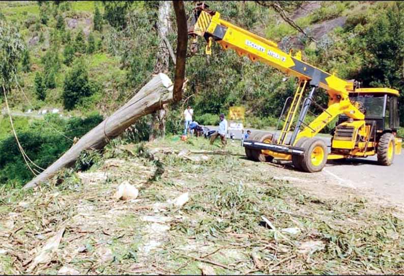 கோத்தகிரியில் அபாயகரமான மரங்கள் வெட்டி அகற்றப்பட்டன