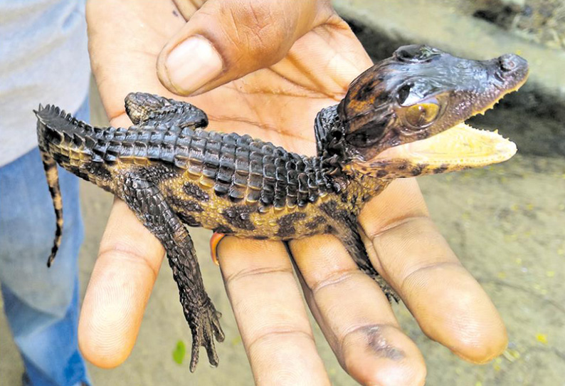 வடநெம்மேலி முதலை பண்ணையில் தென் ஆப்பிரிக்க முதலை 7 குஞ்சுகள் பொரித்தது