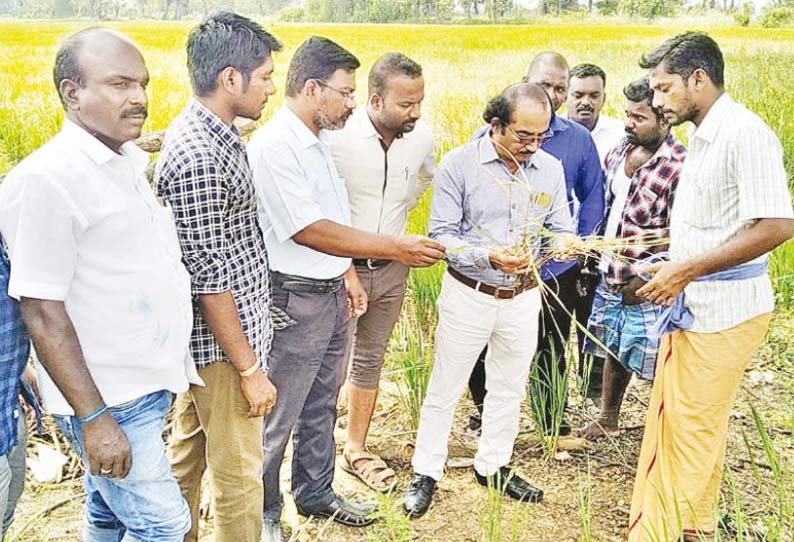 திருமருகல் ஒன்றியத்தில் 15 ஆயிரம் ஏக்கர் சம்பா பயிர்கள் புகையான் நோயால் பாதிப்பு அதிகாரி ஆய்வு