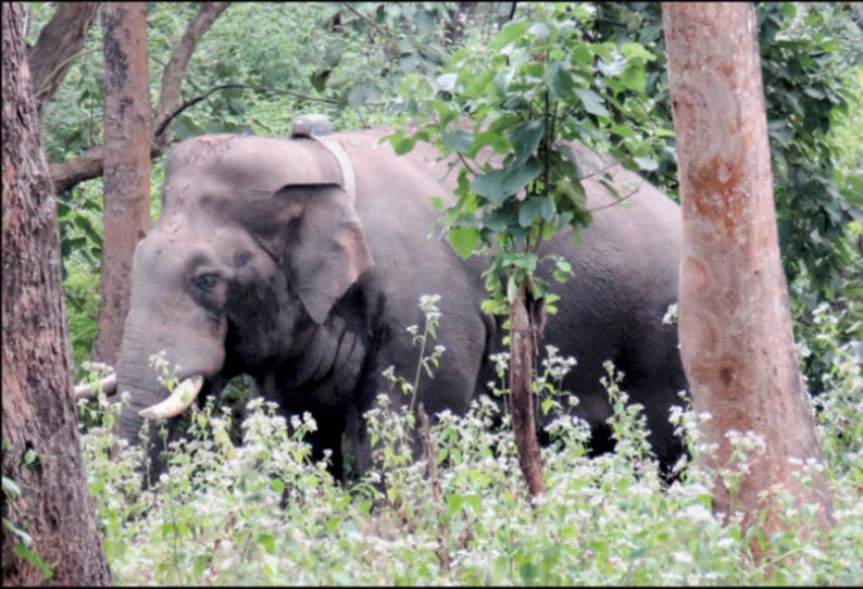 மதம் பிடித்துள்ள விநாயகன் யானை ஊருக்குள் வராமல் கண்காணிக்க உத்தரவு புலிகள் காப்பக கள இயக்குனர் தகவல்