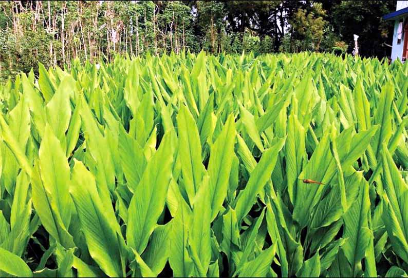 பொங்கல் பண்டிகையை வரவேற்க தயாராகும் மஞ்சள்பட்டணம்