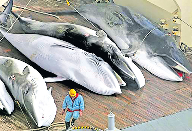 ஜப்பானில் வணிக ரீதியிலான திமிங்கல வேட்டை வரும் ஜூலை மாதம் தொடங்கப்படும்... 201812270050205116_The-commercially-whaling-hunt-in-Japan-begins-in-July_SECVPF