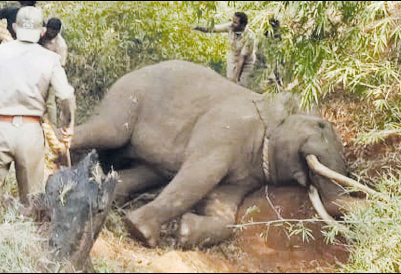 உள்ளுபீடுமட்டி கிராமத்தில் அட்டகாசத்தில் ஈடுபட்ட காட்டுயானை பிடிபட்டது - ‘கும்கி’கள் உதவியுடன் வனத்துறையினர் பிடித்தனர்