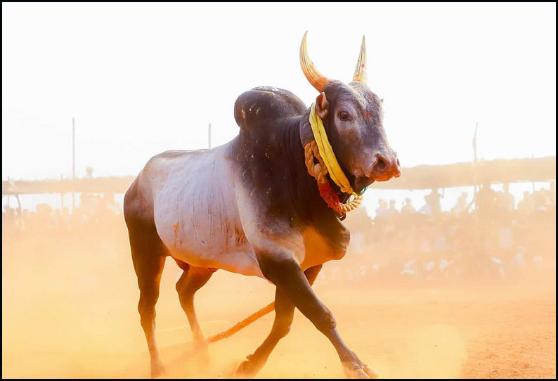 ஜல்லிக்கட்டு நடத்துவதற்கான ஆய்வுக்கூட்டம்