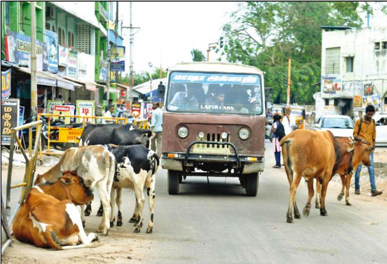 நாகையில் போக்குவரத்துக்கு இடையூறாக சாலைகளில் திரியும் மாடுகள் - அதிகாரிகள் நடவடிக்கை எடுக்க வாகன ஓட்டிகள் கோரிக்கை