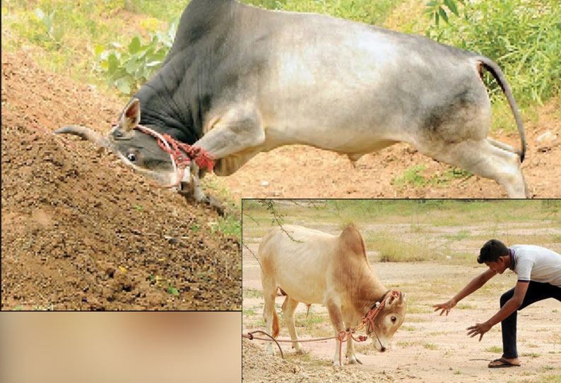 நாமக்கல் அருகே ஜல்லிக்கட்டுக்கு தயாராகும் காளைகள் பயிற்சி அளிப்பதில் இளைஞர்கள் ஆர்வம்