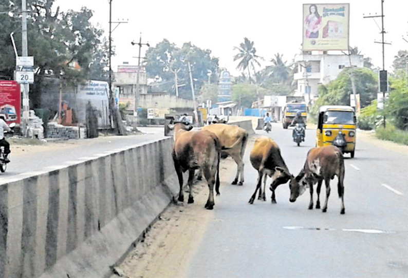 ஆவடியில் சாலையில் சுற்றித்திரியும் மாடுகளால் வாகன ஓட்டிகள் அவதி