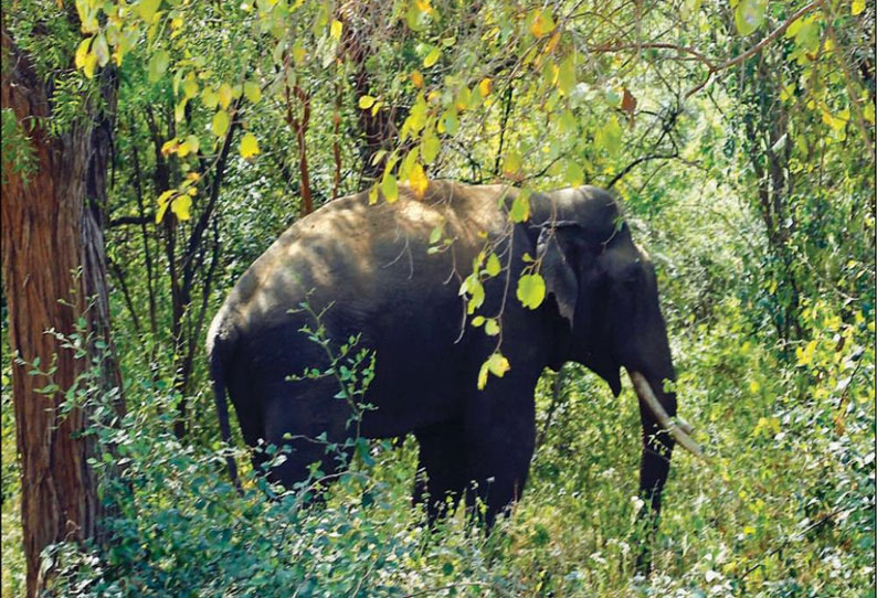 அமராவதி வனப்பகுதியில் உடுமலை-மூணாறு சாலையில் உலா வரும் ஒற்றை யானை