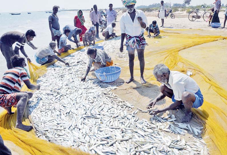 தூத்துக்குடியில் கரைவலையில் அதிகமாக பிடிபட்ட பேச்சாளை மீன்கள்