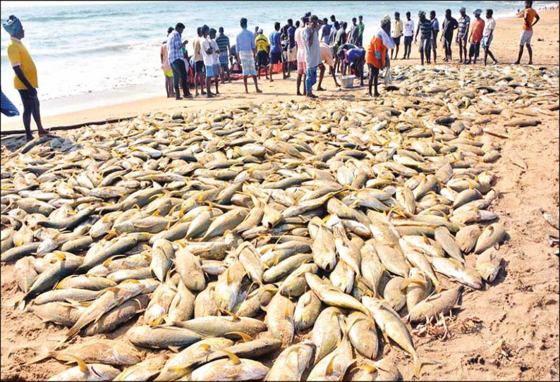 மாமல்லபுரம் அருகே ராட்சத வலையில் சிக்கிய ரூ.6 லட்சம் மீன்கள், மீனவர்கள் மகிழ்ச்சி