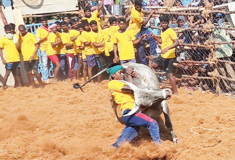 ஜல்லிக்கட்டு: காளை உதைத்து தள்ளியதில் மாடுபிடி வீரர் பலி 19 பேர் காயம்