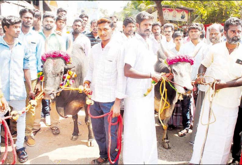 ஜல்லிக்கட்டு நடத்த அனுமதி கேட்டு கலெக்டர் அலுவலகத்துக்கு 2 காளைகளுடன் வந்ததால் பரபரப்பு