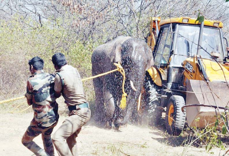 3 பேரை பலி கொண்ட காட்டு யானை, மயக்க ஊசி போட்டு பிடிக்கப்பட்டது