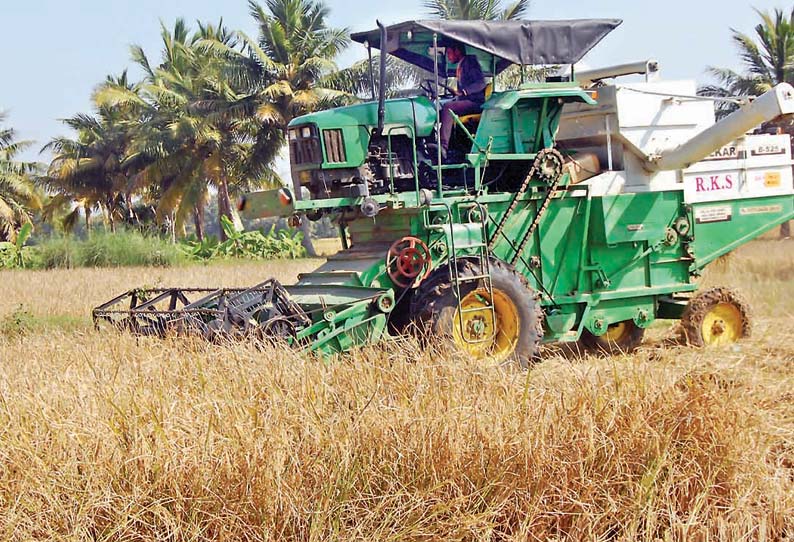 தஞ்சை மாவட்டத்தில் சம்பா சாகுபடியில் சராசரி அளவு மகசூல் எக்டேருக்கு 5 டன் கிடைக்கிறது