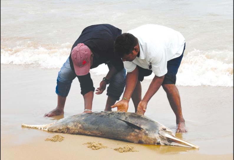 கடற்கரையில் இறந்த நிலையில் கரை ஒதுங்கிய டால்பின்