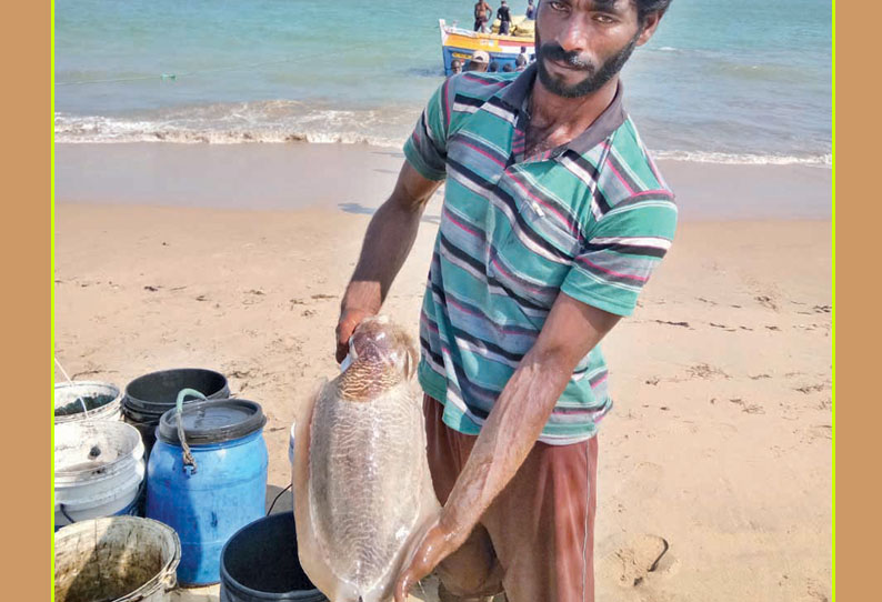 குலசேகரன்பட்டினத்தில் கணவாய் மீன்கள் அதிகம் பிடிபடுகின்றன வெளிநாடுகளுக்கு ஏற்றுமதி