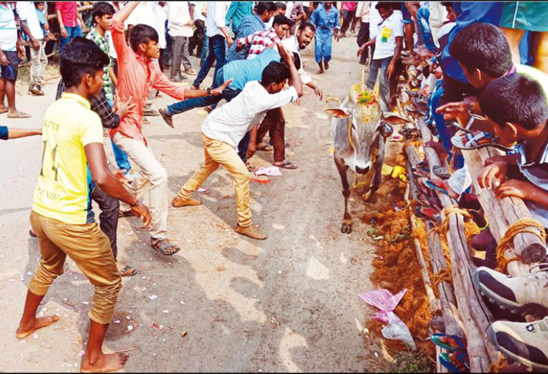 சீறிப்பாய்ந்து வந்த காளைகள் முட்டி 20 பேர் காயம்