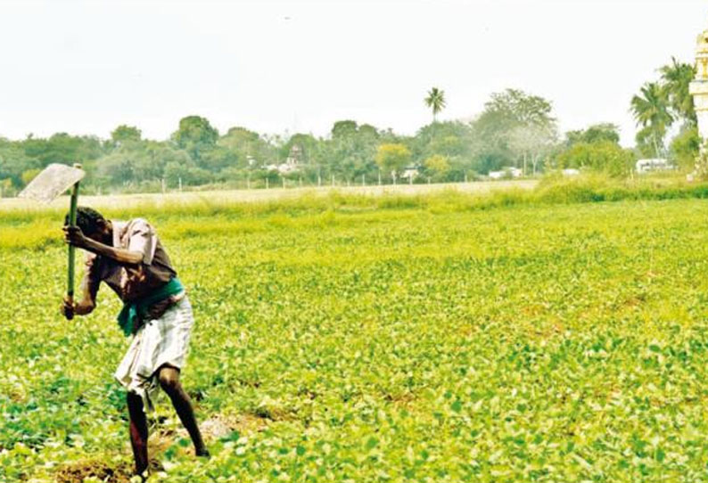 தஞ்சை மாவட்டத்தில் 36 ஆயிரம் எக்டேரில் உளுந்து சாகுபடி