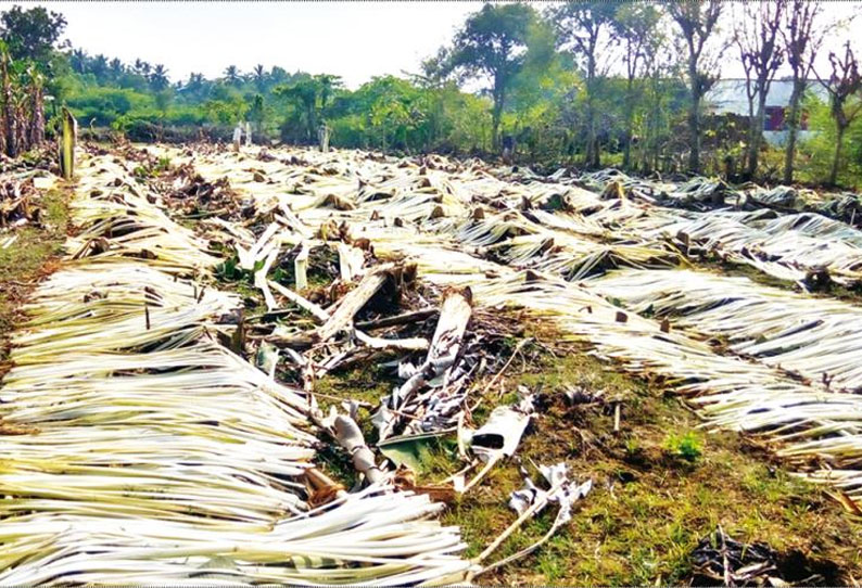 மாலைகள் கட்ட உறுதியாக உள்ளதால் கும்பகோணம் பகுதி வாழைநார்களுக்கு மவுசு அதிகரிப்பு