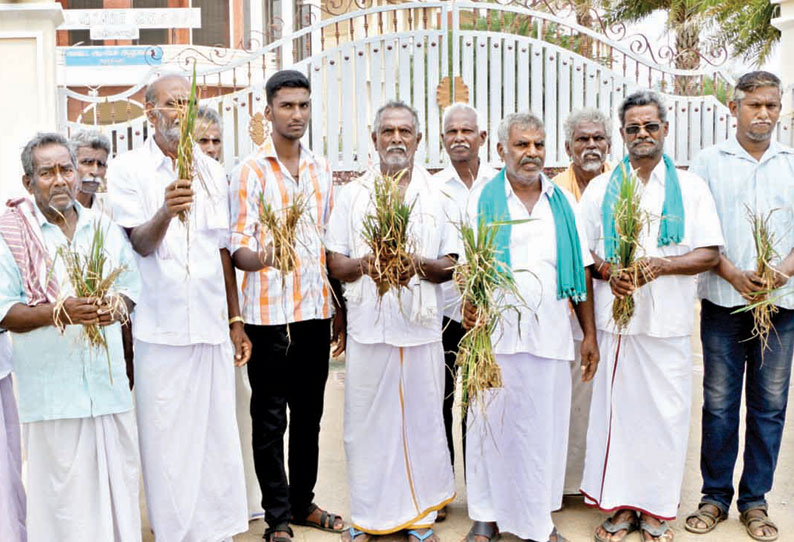 கலெக்டர் அலுவலகத்துக்கு கருகிய நெற்பயிர்களுடன் வந்த விவசாயிகள் இழப்பீடு வழங்க வலியுறுத்தல்