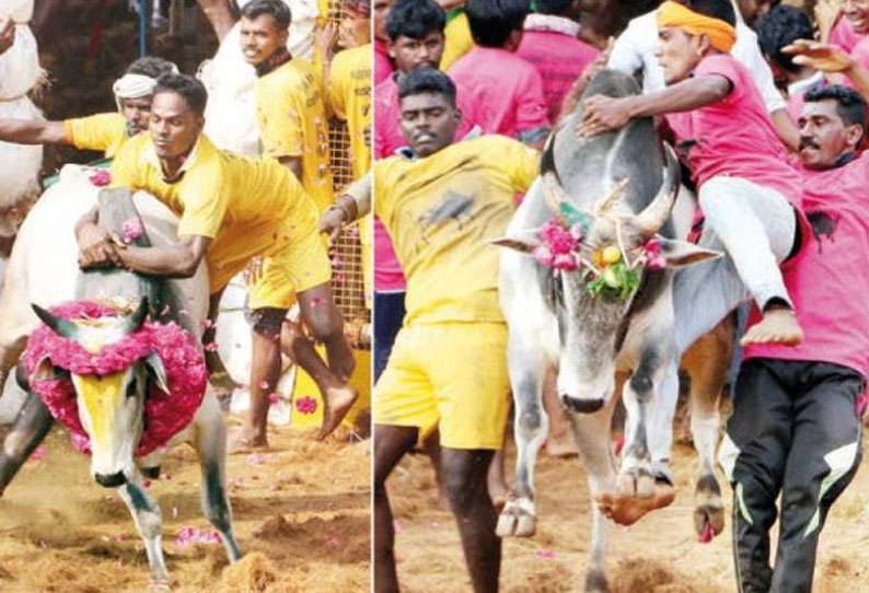 ஜல்லிக்கட்டில் 550 காளைகள் களம் இறங்கின வீரர்கள் போட்டி போட்டு அடக்கினர்; 27 பேர் காயம்