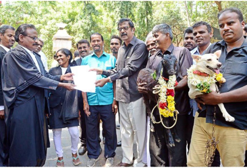 திருமணம் செய்து வைக்கப்பட்ட நாய்-ஆடு ஜோடிக்கு விவாகரத்து கேட்டு மனு