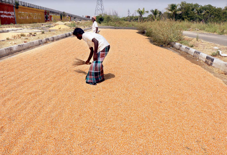 கங்கைகொண்டான், கயத்தாறு பகுதியில் விளைந்த மக்காச்சோளத்திற்கு உரிய விலை கிடைக்காததால் விவசாயிகள் கவலை