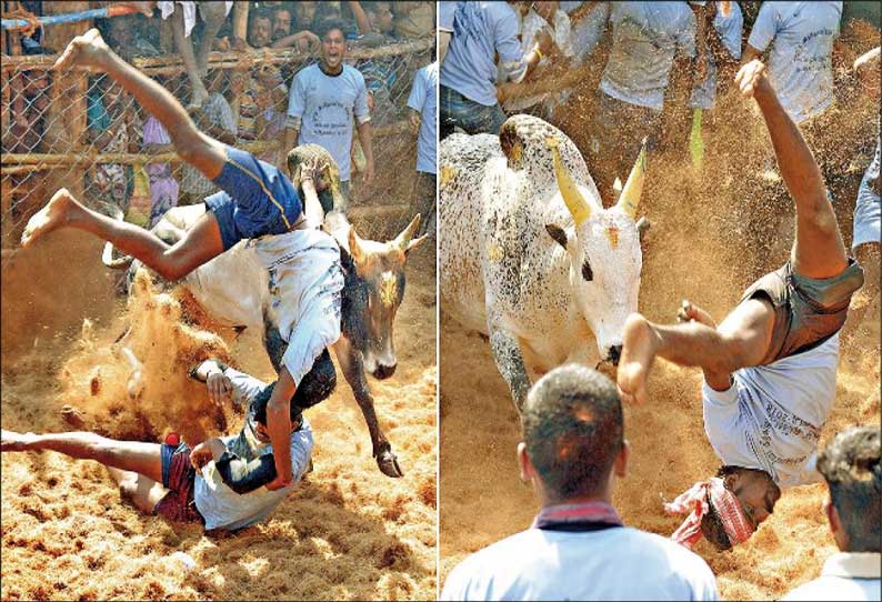 திண்டுக்கல் அருகே ஜல்லிக்கட்டு: காளைகளை அடக்கிய காளையர்கள்