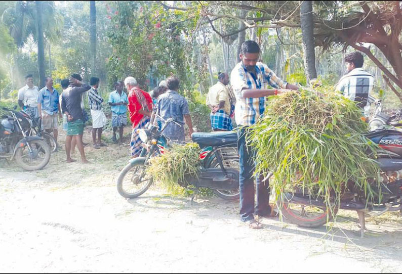 புதுக்கோட்டை நகராட்சியில் புல் கட்டு விற்பனை