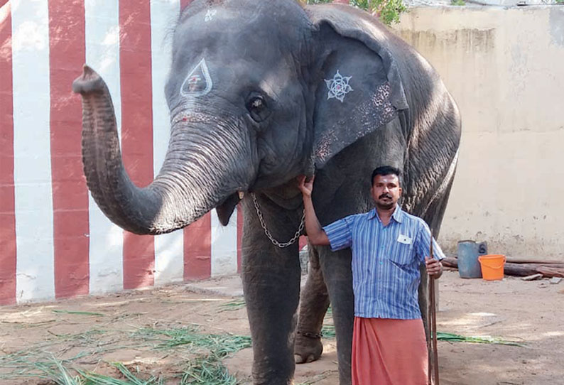 திருச்செந்தூர், ஆழ்வார்திருநகரியில் இருந்து புத்துணர்வு முகாம் முடிந்து கோவில் யானைகள் திரும்பி வந்தன