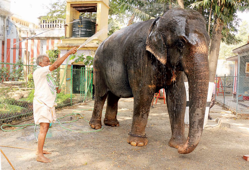 புத்துணர்வு முகாமுக்கு சென்ற காந்திமதி யானை நெல்லை வந்தது கோவில் நிர்வாகம் சார்பில் வரவேற்பு