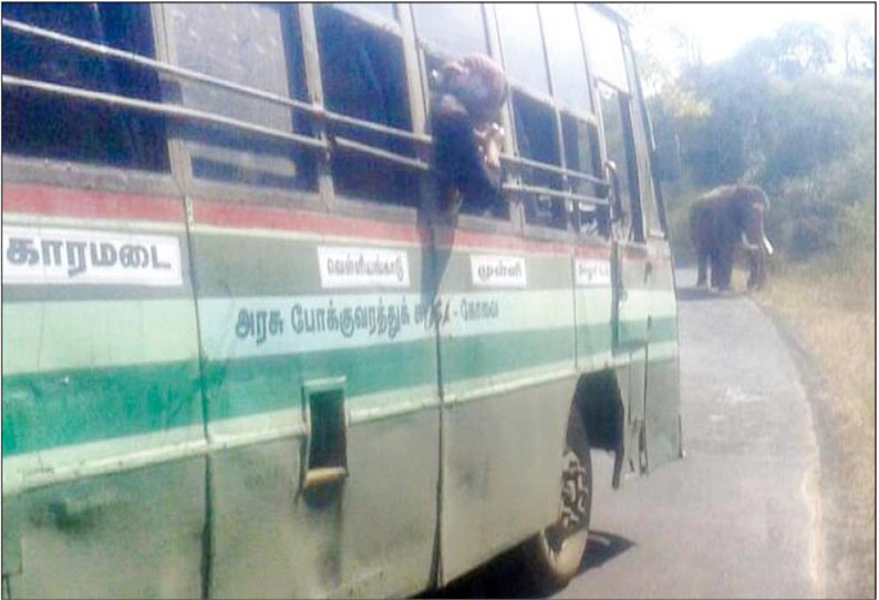 தொண்டாமுத்தூர் அருகே வீட்டின் சுற்றுச்சுவர், மளிகைக்கடையை சேதப்படுத்தி காட்டுயானைகள் அட்டகாசம்