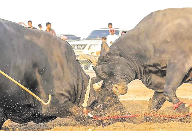 அரசு ஆதரவுடன் நடக்கும் அமீரக காளைச் சண்டை