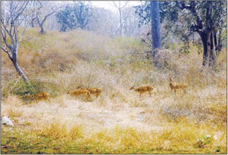 முதுமலையில் கடும் வறட்சியால் பசுந்தீவனங்களை தேடி இடம் பெயரும் வனவிலங்குகள்