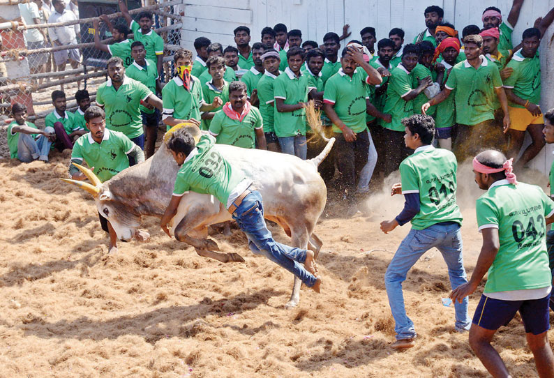 ஜல்லிக்கட்டில் சீறிப்பாய்ந்த 472 காளைகள்