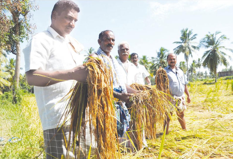 மழையின் காரணமாக தண்ணீரில் மூழ்கிய நெற்பயிர்கள் வாழை மரங்களும் சாய்ந்ததால் விவசாயிகள் கவலை