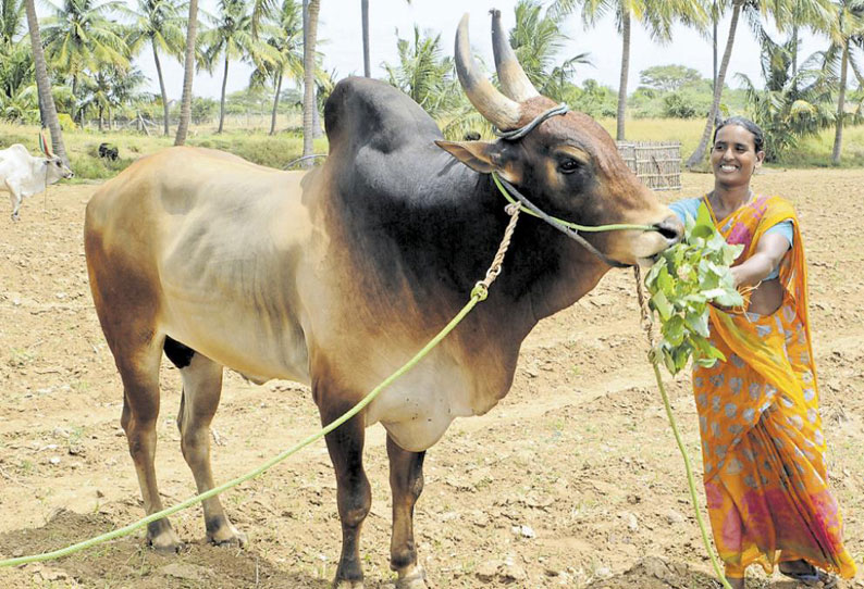 காங்கேயம் காளைகளின் ‘காதல்’ உலகம்