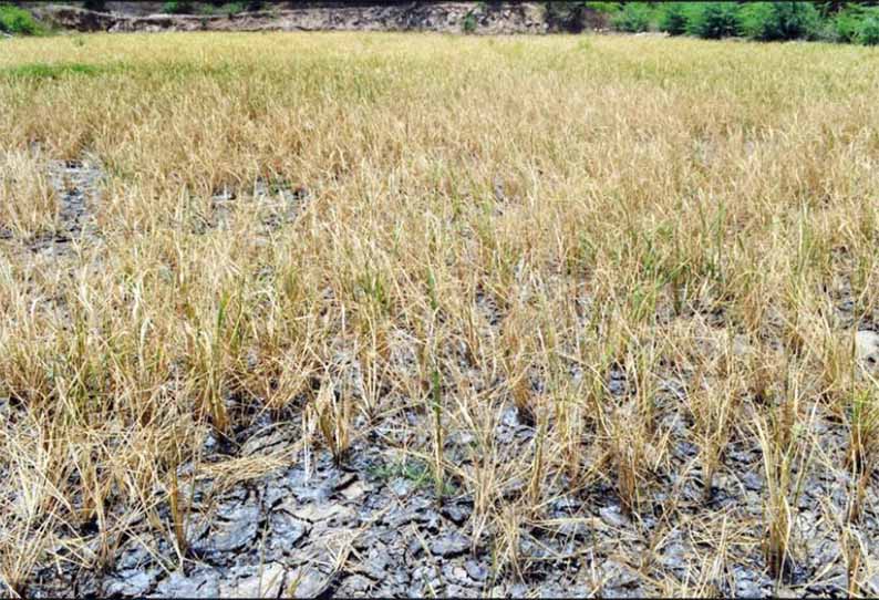 தண்ணீர் பற்றாக்குறையால் கருகி வரும் நெற்பயிர்கள்