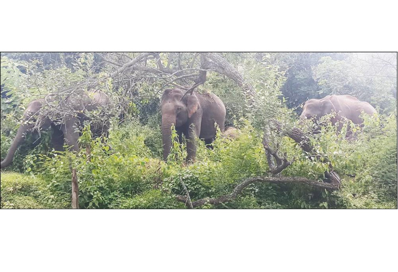 ஆசனூர் அருகே சாலையோரங்களில் உலா வரும் யானை கூட்டம்