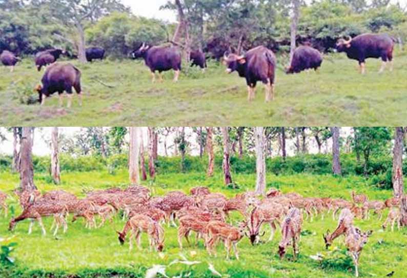 வனவிலங்குகளை தொந்தரவு செய்தால் கடும் நடவடிக்கை வனத்துறையினர் எச்சரிக்கை