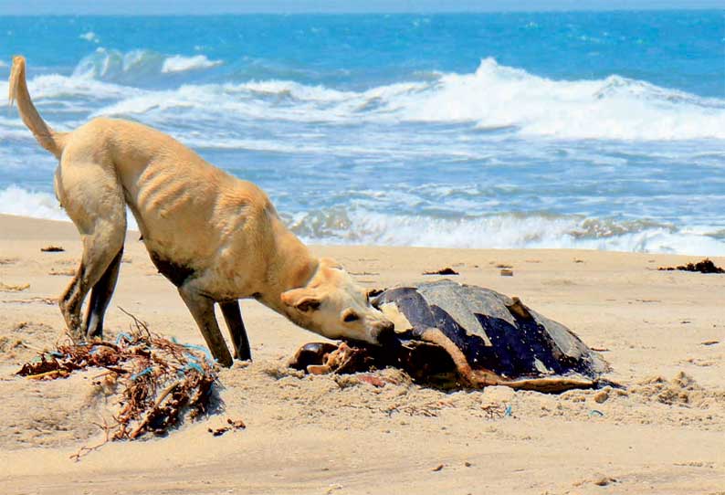 தனுஷ்கோடி கடற்கரையில் இறந்து கரை ஒதுங்கிய ஆமைகள்