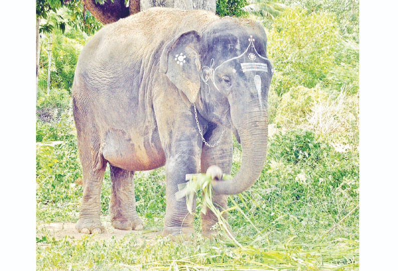 சமயபுரம் மாரியம்மன் கோவில் யானைக்கு கால்நடை மருத்துவக்கல்லூரி மருத்துவமனையில் சிகிச்சை