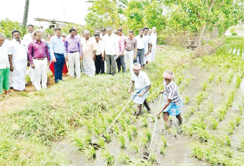 குறுவை தொகுப்பு திட்டத்தின் மூலம் காவிரி டெல்டா மாவட்டங்களில் 2 லட்சம் ஏக்கர் நெல் சாகுபடி