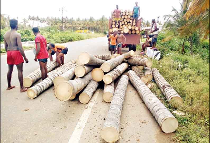 நோய் தாக்குதலால் தென்னை மரங்கள் வெட்டி அகற்றம்