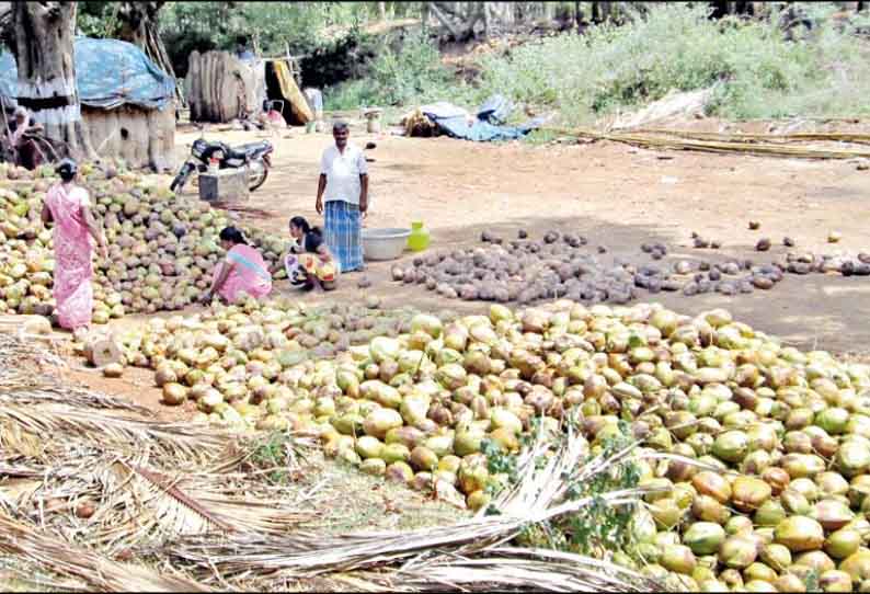 தேங்காய் விலை வீழ்ச்சி; விவசாயிகள் கவலை