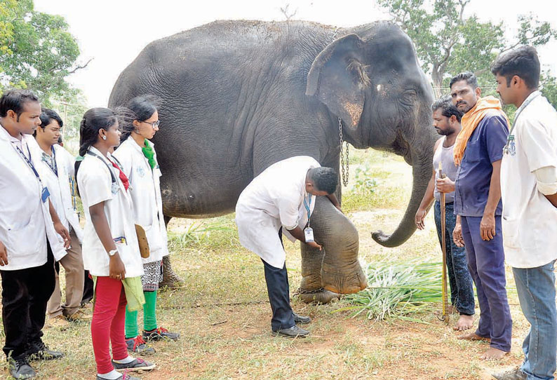 சமயபுரம் மாரியம்மன்கோவில் யானையின் உடல் நிலையில் நல்ல முன்னேற்றம்