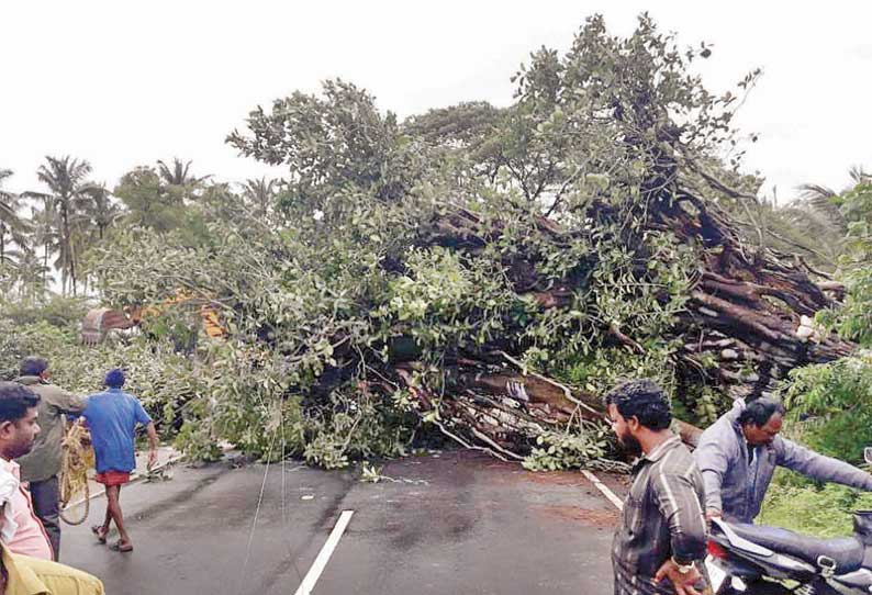 பலத்த காற்றுடன் தொடரும் கனமழை: ஊட்டியில் மரங்கள் விழுந்து போக்குவரத்து பாதிப்பு